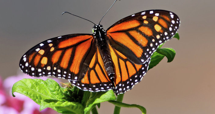 Monarch butterfly Monarch butterfly