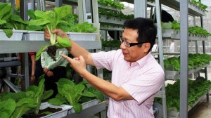skygreens_vertical_farm