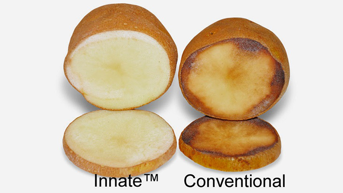 The GM potato being produced by Simplot is stated as being more resistant to bruising as well as browning after its been cut. 