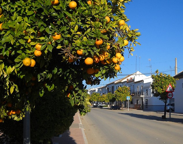 They have olives, oranges, wheat, broccoli and much more vegetable range available to grow.