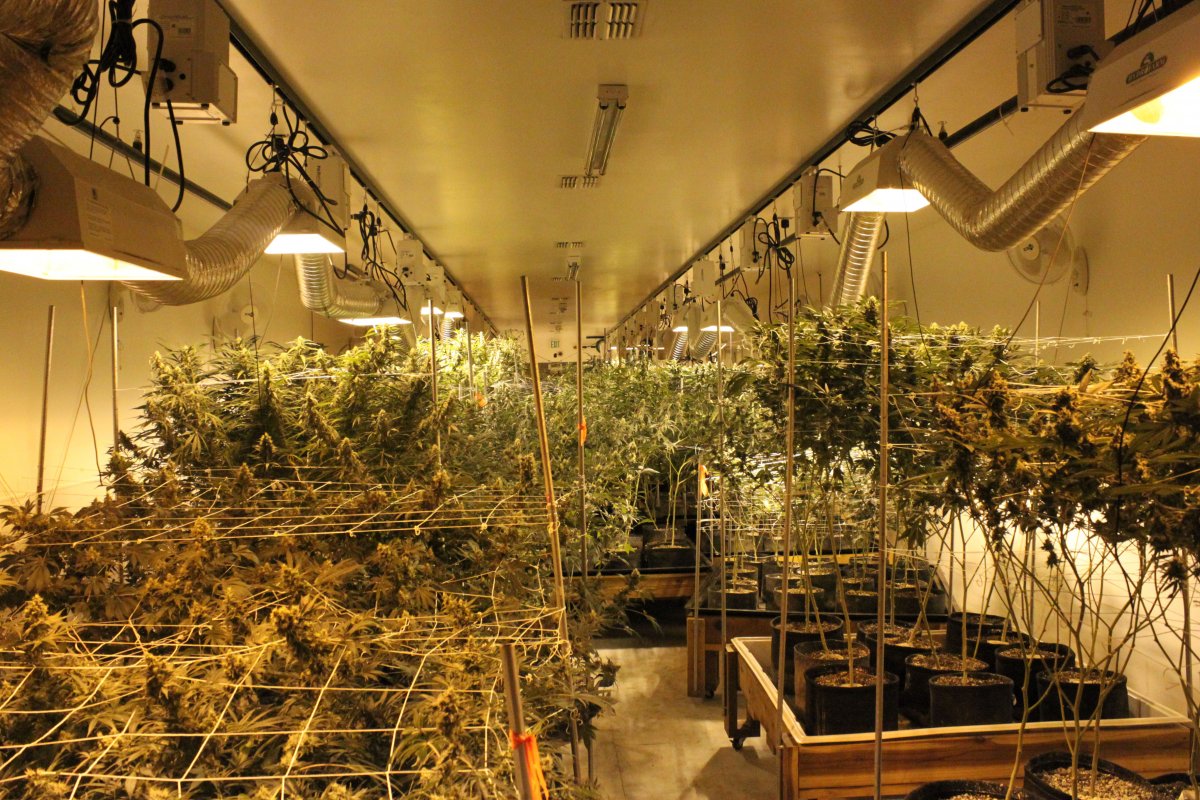 Pot soothes tremors for people with Parkinson's disease.