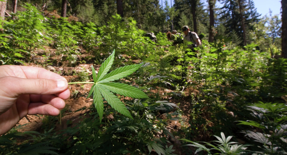 The government argued that the family’s operation did not comply with the state’s medical marijuana law, and that marijuana remains federally illegal.