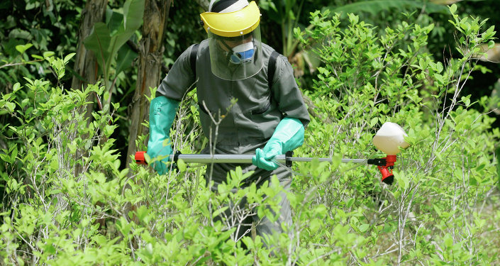 A counter-narcotics police officer sprays herbicide over a coca plant during a campaign to eradicate coca crops in La Espriella, southern Colombia.