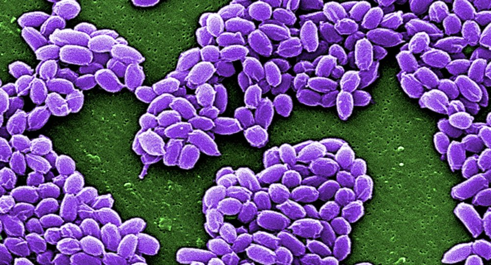 Spores from the Sterne strain of anthrax bacteria (Bacillus anthracis) are pictured in this handout scanning electron micrograph (SEM) obtained by Reuters May 28, 2015