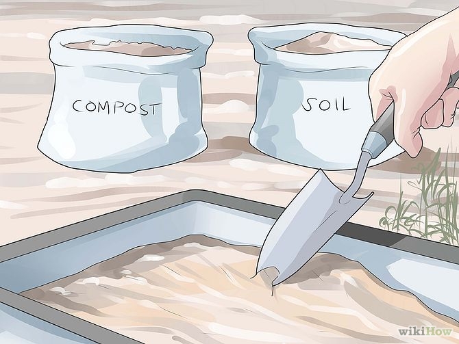 Plant an Avocado Tree Step 11 Version 3.jpg