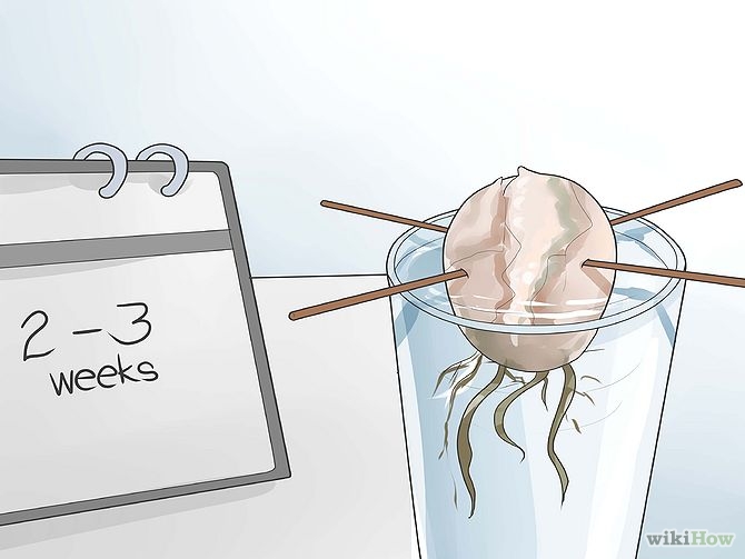 Plant an Avocado Tree Step 8 Version 3.jpg