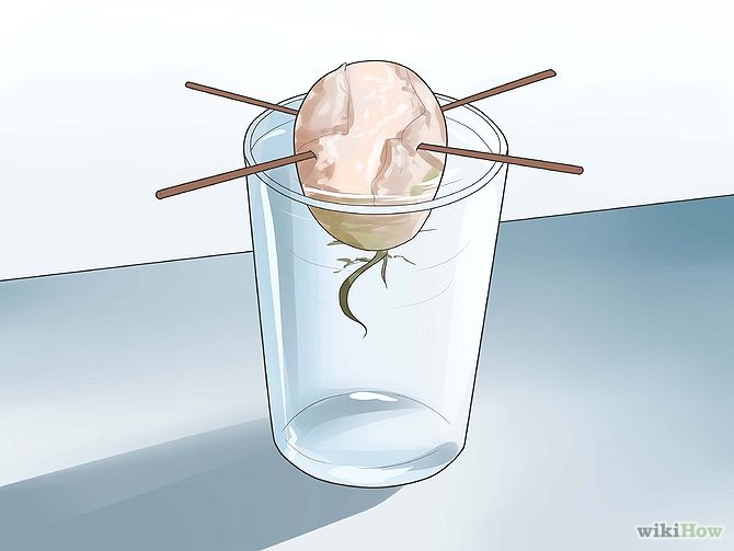 Plant an Avocado Tree Step 6 Version 3.jpg