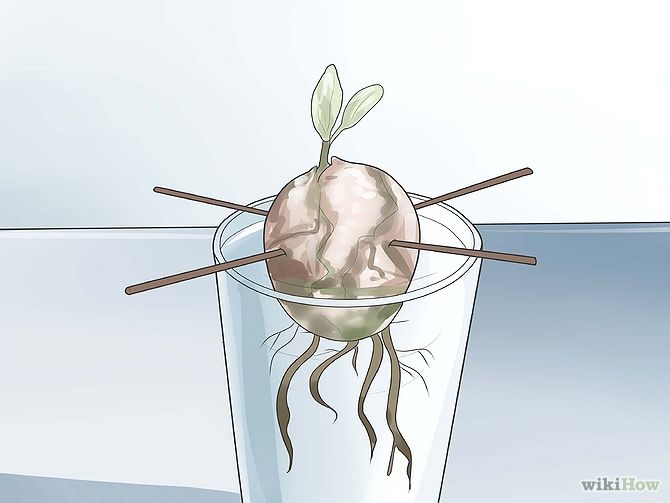 Plant an Avocado Tree Step 9 Version 3.jpg