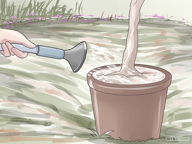 Plant an Avocado Tree Step 15 Version 2.jpg
