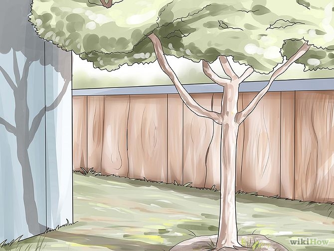 Plant an Avocado Tree Step 16 Version 2.jpg