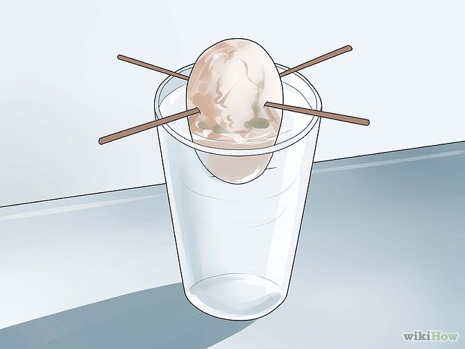 Plant an Avocado Tree Step 5 Version 3.jpg