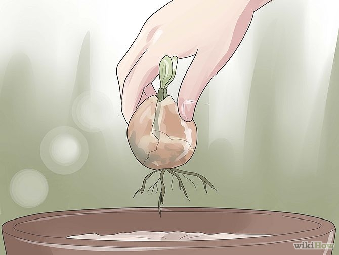 Plant an Avocado Tree Step 14 Version 3.jpg