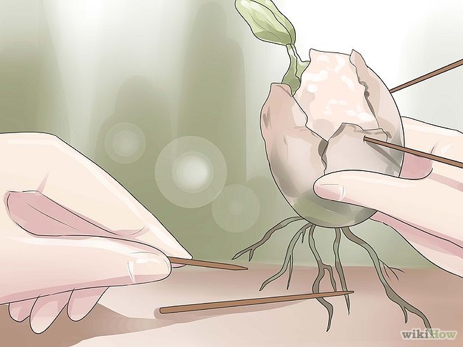 Plant an Avocado Tree Step 13 Version 3.jpg