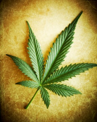 Marijuana May Be Far Superior To Drugs For Alzheimer's