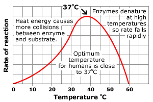 Graph showing the effect of temperature on enzyme reactions