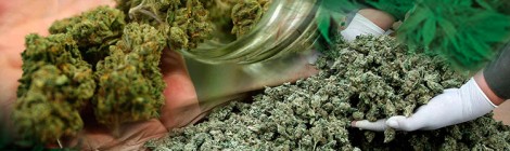 Marijuana Compound Found Superior To Drugs For Alzheimer's