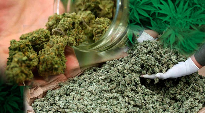 Marijuana Compound Found Superior To Drugs For Alzheimer’s