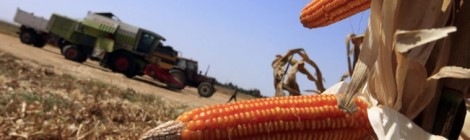 GMOs linked to gluten disorders plaguing 18 million Americans - report