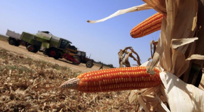gmo corn