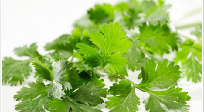New Research Shows Cilantro Can Remove Lead, Copper, Mercury from Tap Water