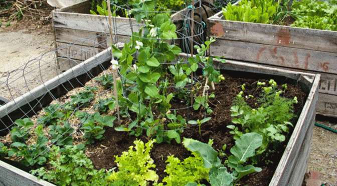 A Vegetable Garden That Waters Itself