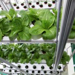 South_Korea_vertical_farms_Suwon