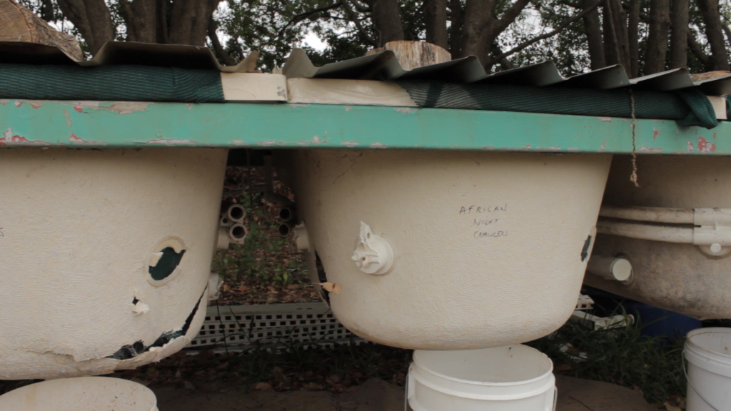 wormfarming in a bathtub