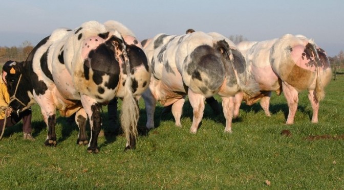gmo cows