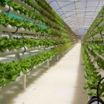 hydroponic