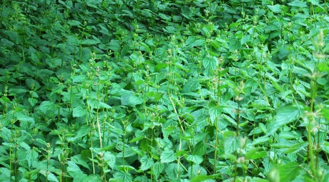 stinging nettles