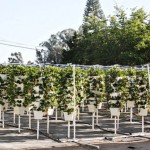 vertical-farming
