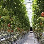 vertical+farming+system-1