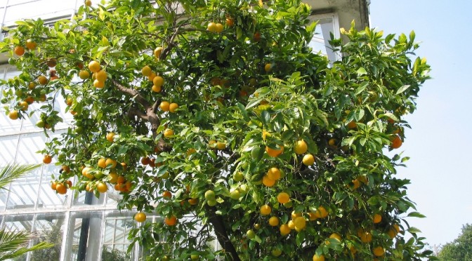 lemon