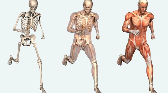 Every 16 Days About 72% of Human Body is Renewed