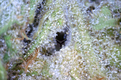 Marijuana trichomes closeup from steephill labs