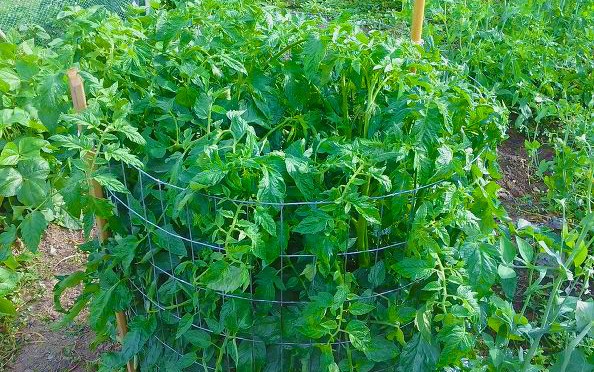 One Man’s Genius Idea To Grow Tomatoes