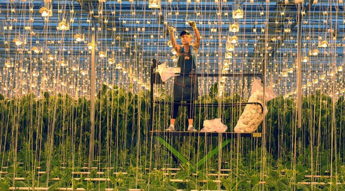 Russia Aims to Become the Largest Non-GMO Food Exporter Post 2020