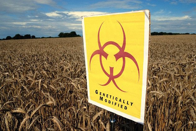 Eliminating GM Food Could Improve Heath and the Environment