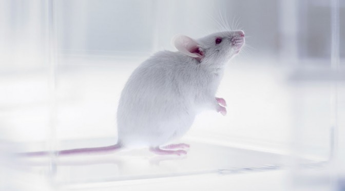 Russian & Swedish Scientists Slow Down Mice Aging