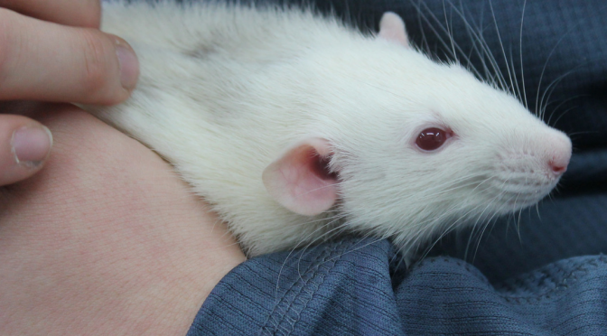 Injecting Old Mice with Blood of Teenage Humans Reverses Aging – Study