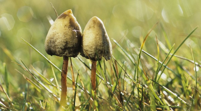 Magic Mushrooms are ‘Safest Drugs’ Compared To LSD, Ecstasy & Cocaine