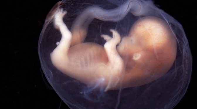 Vitamin E-deficient embryos cognitively impaired | Study