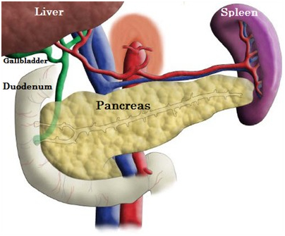 pancreas